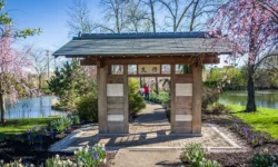 Cherry Blossom Festival Carmel