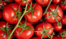 retiro de tomates contaminados