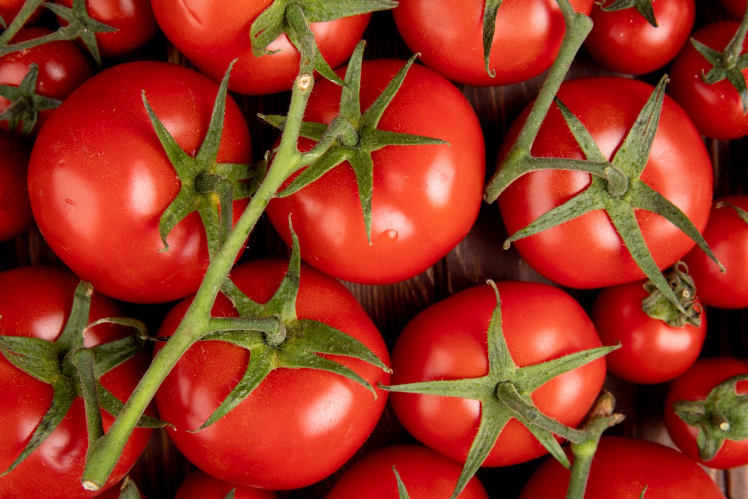 retiro de tomates contaminados