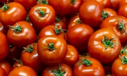 precios del tomate
