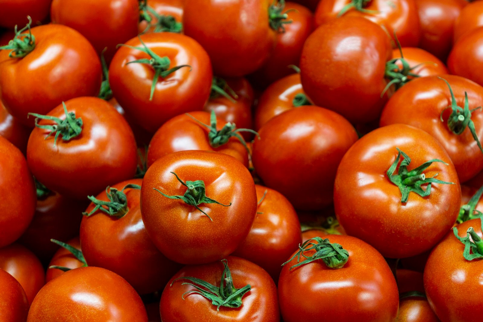 precios del tomate