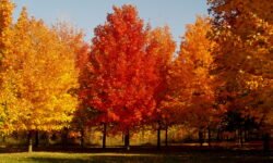¿Cuándo alcanzarán su punto máximo los colores del otoño en Indiana?