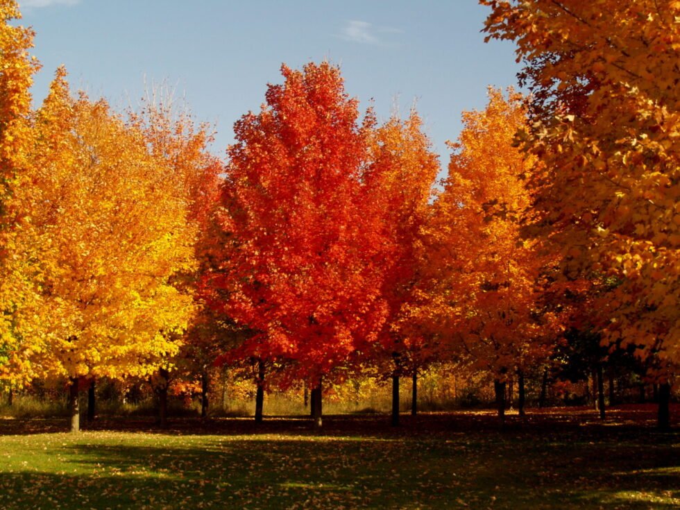 ¿Cuándo alcanzarán su punto máximo los colores del otoño en Indiana?